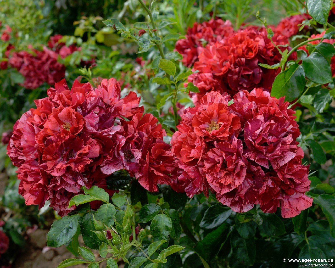 Rose ‘La Reine de la Nuit‘ (wurzelnackte Rose)