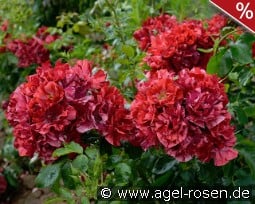 La Reine de la Nuit kaufen, clicken für mehr Details La Reine de la Nuit