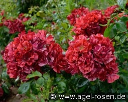 La Reine de la Nuit kaufen, clicken für mehr Details La Reine de la Nuit