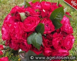 La Rose Monsieur kaufen, clicken für mehr Details La Rose Monsieur