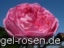 La Rose de Molinard kaufen