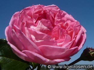La Rose de Molinard