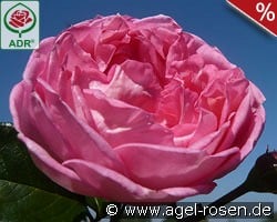 La Rose de Molinard kaufen, clicken für mehr Details La Rose de Molinard