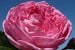 La Rose de Molinard