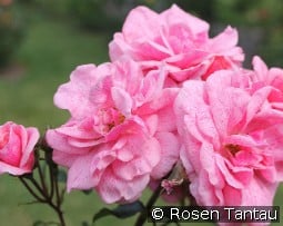 Lancelot kaufen, clicken für mehr Details Lancelot