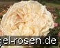 Landfrauenrose Nieborg kaufen