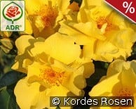 Lemon Fizz kaufen, clicken für mehr Details Lemon Fizz