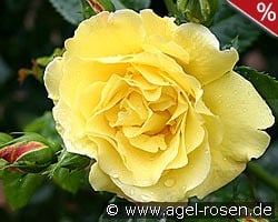 Lichtkönigin Lucia kaufen, clicken für mehr Details Lichtkönigin Lucia