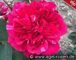 Malerrose 'Berthe Morisot' kaufen, clicken für mehr Details Malerrose 'Berthe Morisot'
