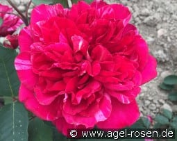 Malerrose 'Berthe Morisot' kaufen, clicken für mehr Details Malerrose 'Berthe Morisot'