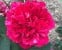 Malerrose 'Berthe Morisot'