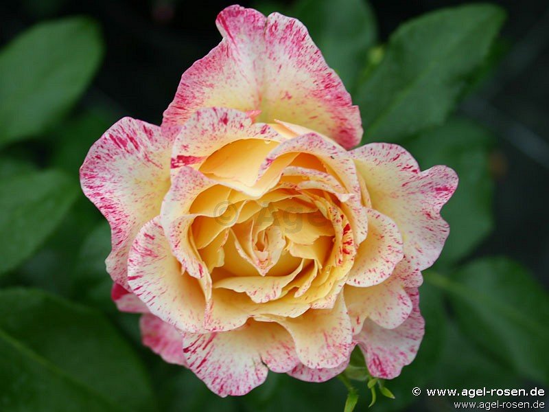 Rose ‘Malerrose ‘Camille Pissarro‘‘ (wurzelnackte Rose)