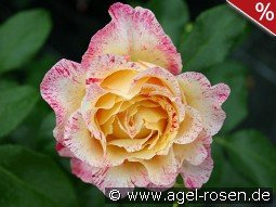 Malerrose 'Camille Pissarro'