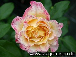 Malerrose 'Camille Pissarro'