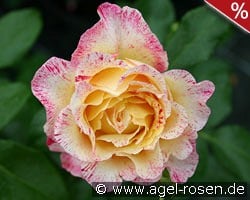 Malerrose 'Camille Pissarro' kaufen, clicken für mehr Details Malerrose 'Camille Pissarro'