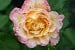 Malerrose 'Camille Pissarro'