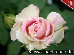 Malerrose 'Claude Monet'