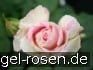 Malerrose 'Claude Monet' kaufen