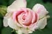 Malerrose 'Claude Monet'