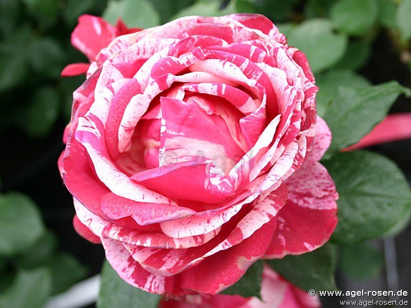 Matisse Roses Malerrose 'Henri Matisse' ® kaufen – Strauchrose – AGEL ROSEN