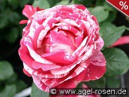 Malerrose 'Henri Matisse'