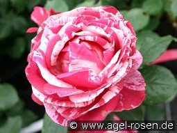 Malerrose 'Henri Matisse'