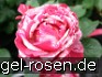 Malerrose 'Henri Matisse' kaufen