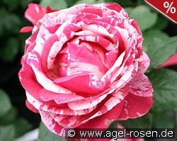 Malerrose 'Henri Matisse' kaufen, clicken für mehr Details Malerrose 'Henri Matisse'