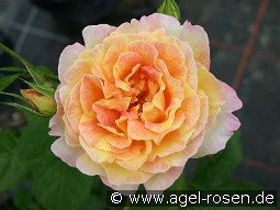 Malerrose 'Rose des Cisterciens'