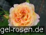Malerrose 'Rose des Cisterciens' kaufen