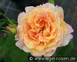 Malerrose 'Rose des Cisterciens'