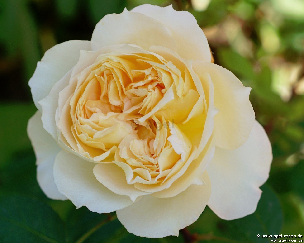 Rose ‘Marc-Antoine Charpentier‘ (wurzelnackte Rose)