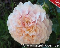 Marlène Charell kaufen, clicken für mehr Details Marlène Charell