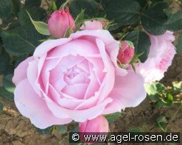 Marlies-Klugow-Rose kaufen, clicken für mehr Details Marlies-Klugow-Rose