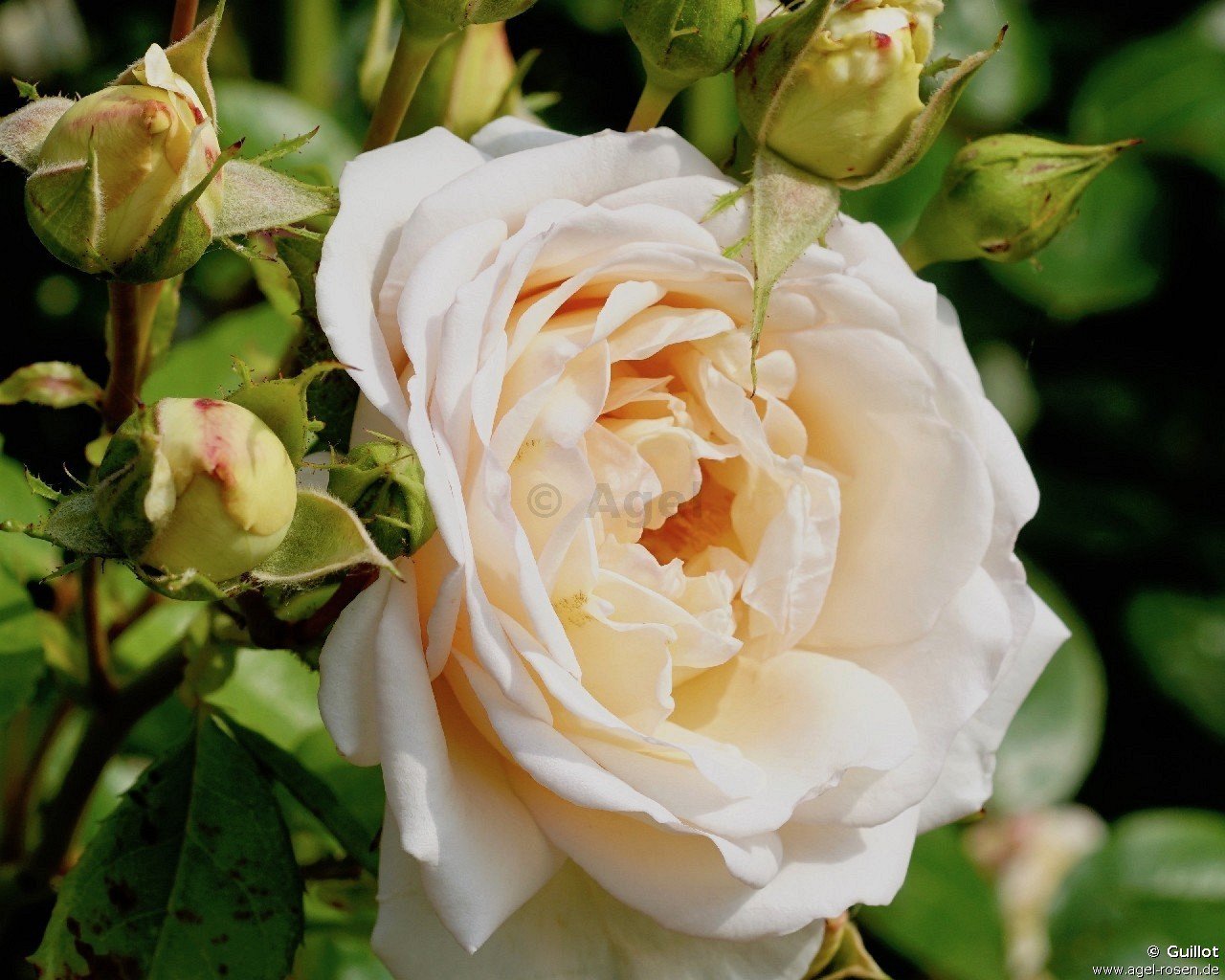 Rose ‘Martine Guillot‘ (wurzelnackte Rose)