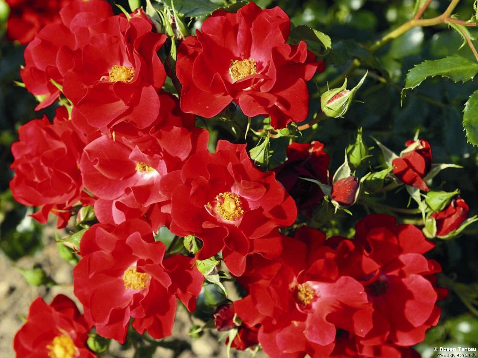 ADR-Rose ‘Matador‘ (wurzelnackte Rose)