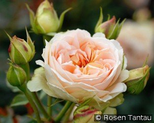 Matthias Claudius Rose