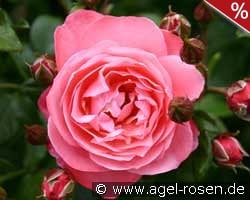 Mein schöner Garten kaufen, clicken für mehr Details Mein schöner Garten
