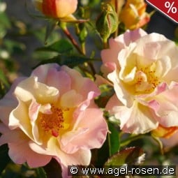 Mellite Mella kaufen, clicken für mehr Details Mellite Mella