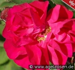Morden Amorette kaufen, clicken für mehr Details Morden Amorette