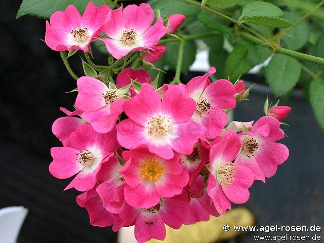 Rose ‘Mozart‘ (wurzelnackte Rose)