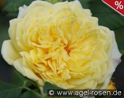 Nelson Montfort kaufen, clicken für mehr Details Nelson Montfort