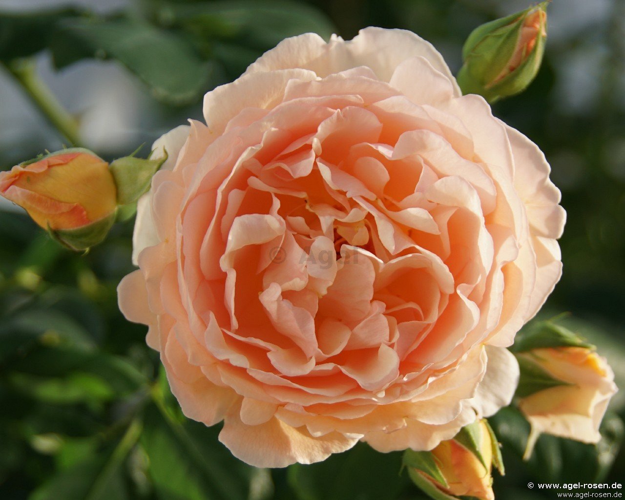 Rose ‘Nicole Mioulane‘ (wurzelnackte Rose)