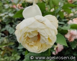 Nina Renaissance kaufen, clicken für mehr Details Nina Renaissance