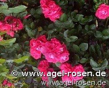 Rose ‘Party Hardy‘ (2-Liter Biotopf)