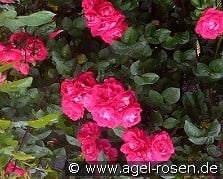 Party Hardy kaufen, clicken für mehr Details Party Hardy