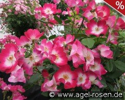 Phlox Meidiland