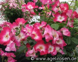 Phlox Meidiland