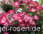 Phlox Meidiland kaufen