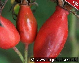 PiRo 3 - Pillnitzer Vitaminrose